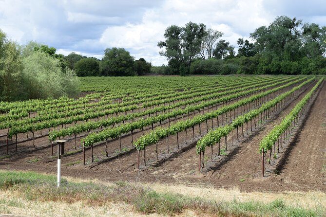 Sonoma And Napa Wine Tour Private Tours 8 to 10 Hours max 14 pax - Who Should Book This Tour?