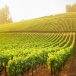 Sonoma County: Tasting Pass (Choose 1, 2, or 90 Days) - Final Thoughts