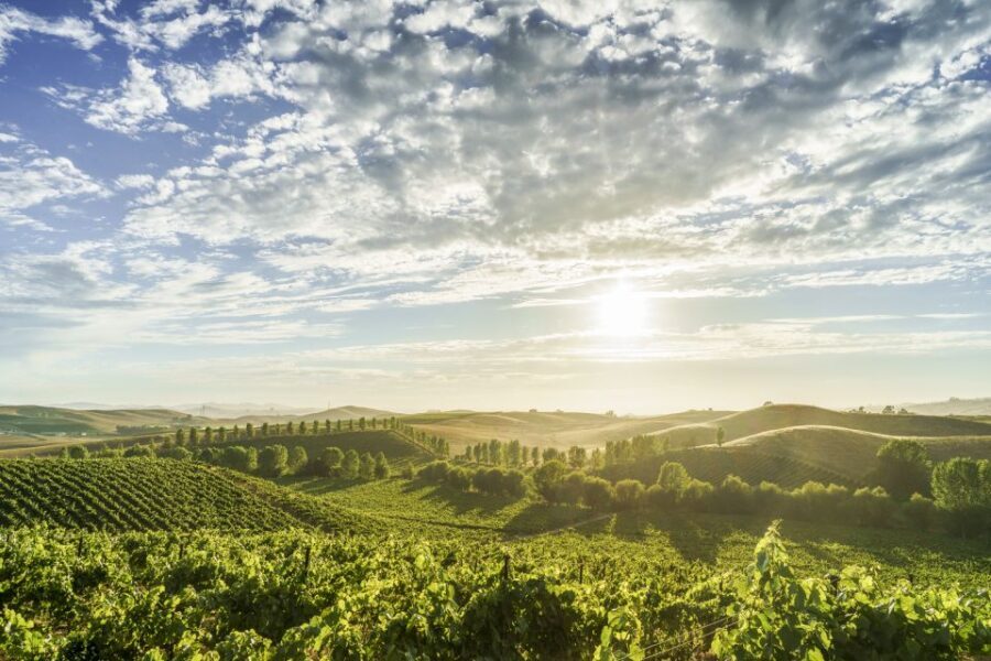 Sonoma Valley: Guided Winery Tour with Picnic Lunch - Authentic Experiences Backed by Real Reviews
