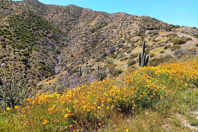 Sonoran Desert To MountainTop Jeep Tour minutes from Scottsdale - Price and Value