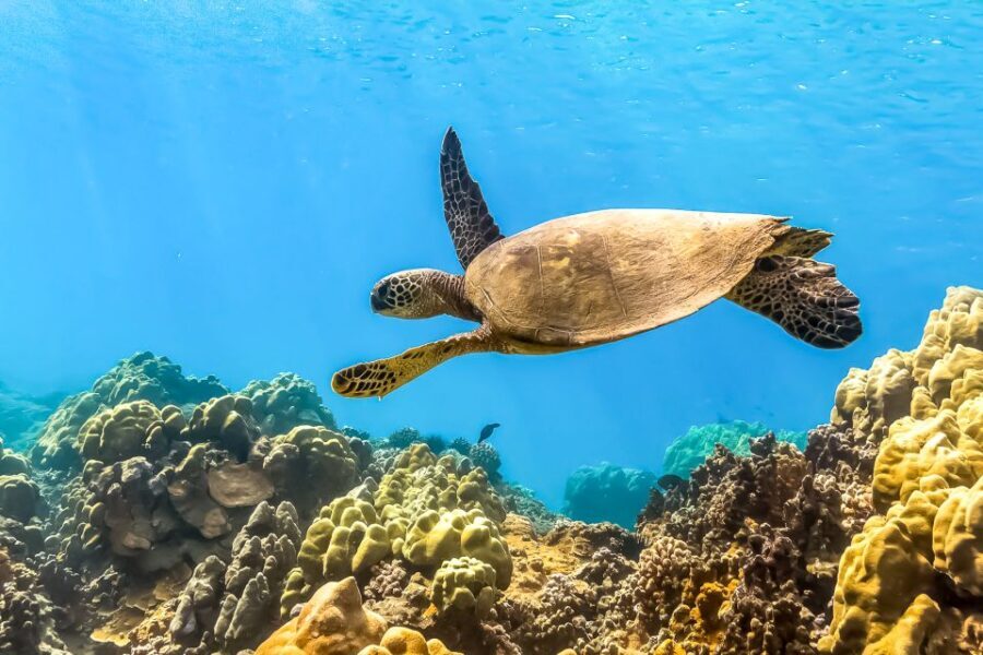 South Maui: Eco Friendly Molokini and Turtle Town Tour - The Itinerary—What to Expect