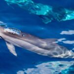South Maui: Lanai Snorkel & Dolphin Watch from Maalaea - The Scenic Voyage