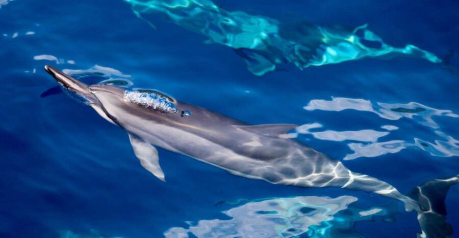 South Maui: Lanai Snorkel & Dolphin Watch from Maalaea - The Scenic Voyage