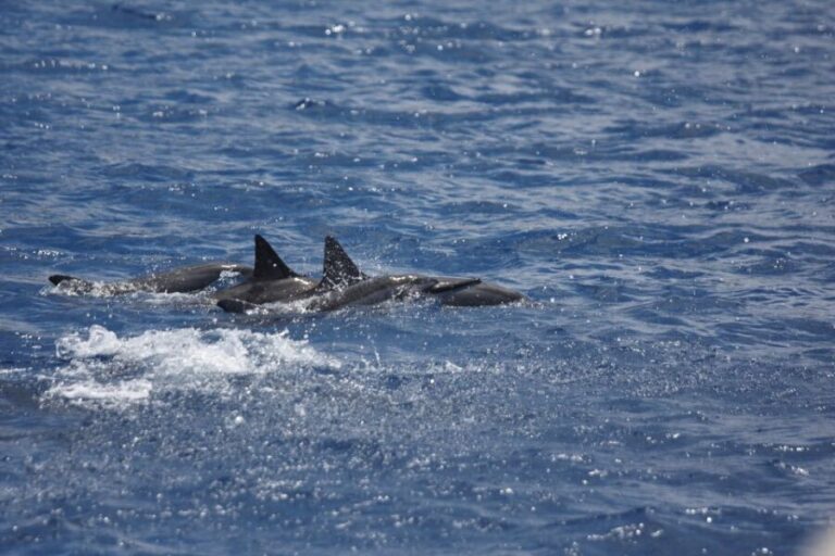 South Maui: Maalaea Guided Luxury Snorkel Cruise - Detailed Breakdown of the Itinerary