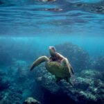 South Maui: Premium Turtle Town Kayak and Snorkel Tour - What to Expect on the Day