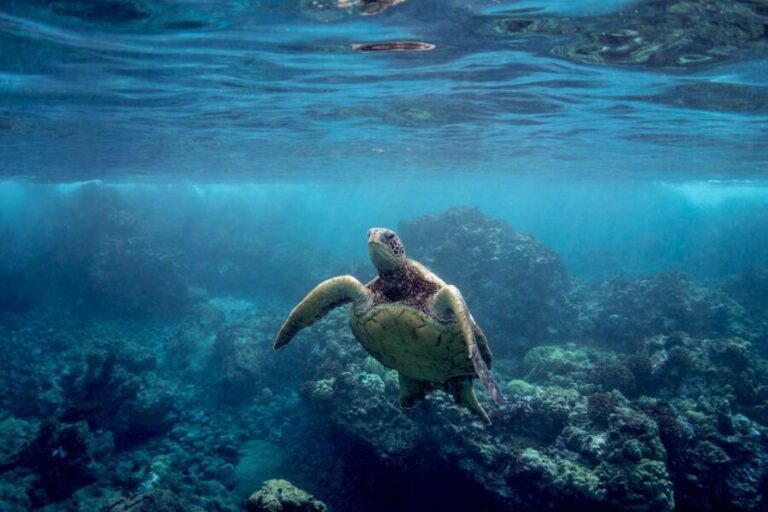 South Maui: Premium Turtle Town Kayak and Snorkel Tour - What to Expect on the Day