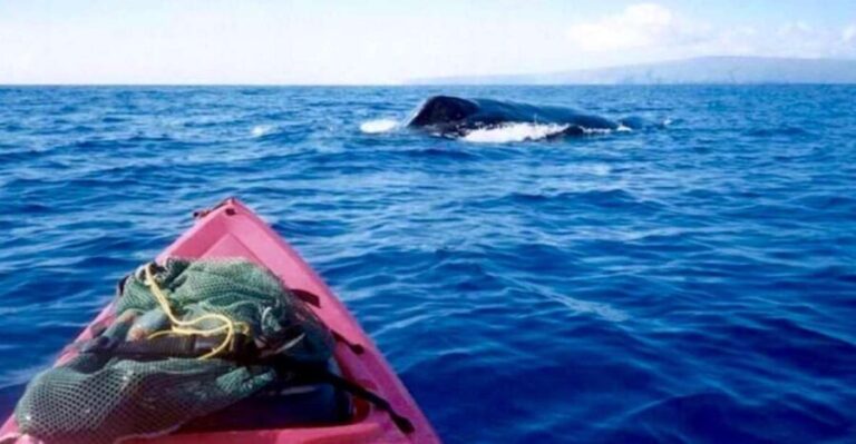 South Maui: Whale Watch Kayaking and Snorkel Tour in Kihei - The Real Value of the Tour