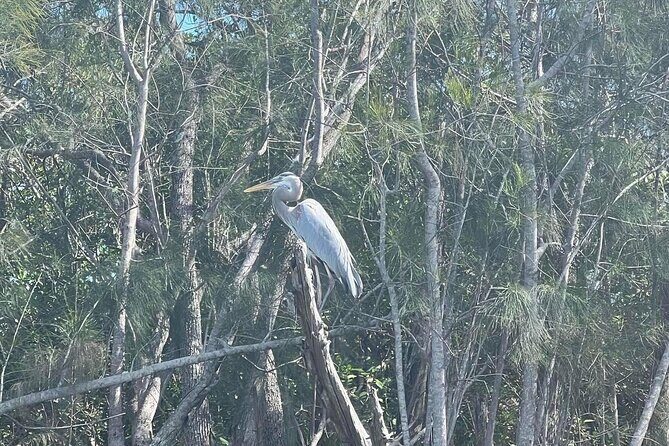 Space Coast Manatee & Coastal Wildlife Kayak Tour - Meeting Point & Logistics — What You Need to Know