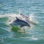 St. Petersburg, FL: Private 2-Hour Dolphin Watching Cruise - Why This Tour Stands Out