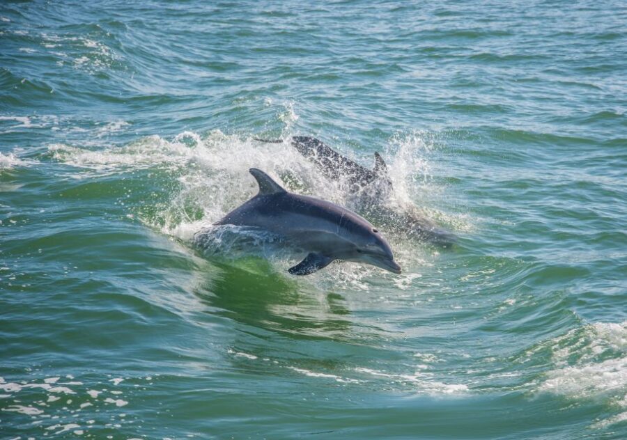 St. Petersburg, FL: Private 2-Hour Dolphin Watching Cruise - Why This Tour Stands Out