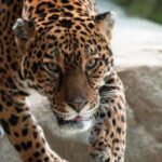 Stoneham, Massachusetts: Stone Zoo Entry Ticket - Who Should Visit Stone Zoo?