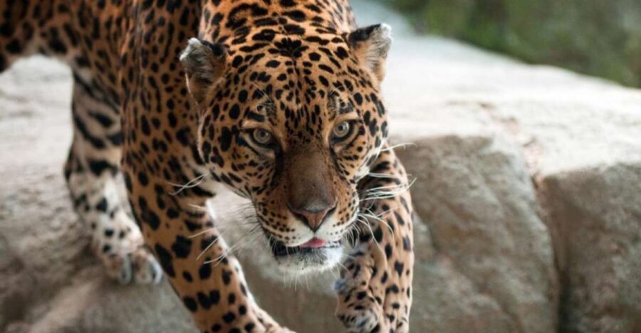 Stoneham, Massachusetts: Stone Zoo Entry Ticket - Who Should Visit Stone Zoo?