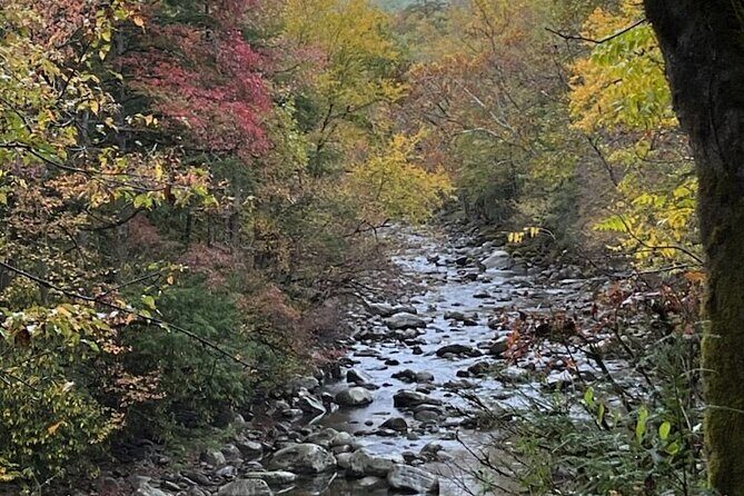 Stroll Back in Time Smokies History Streams and Forest Hike - The Experience of Guided Tours in the Smokies