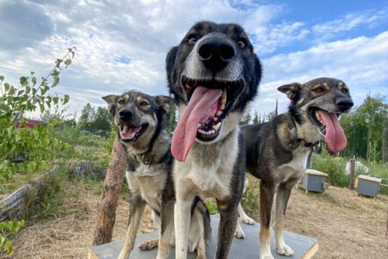 Summer Sled Dog Kennel Tour - Who Would Love This Tour?