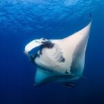 Sunset Cruise & Manta Night Snorkeling Charter - A Closer Look at the Sunset Cruise & Manta Night Snorkeling Charter