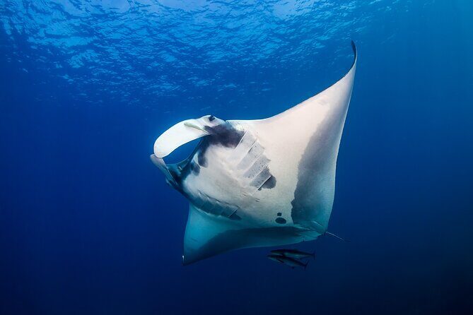 Sunset Cruise & Manta Night Snorkeling Charter - A Closer Look at the Sunset Cruise & Manta Night Snorkeling Charter