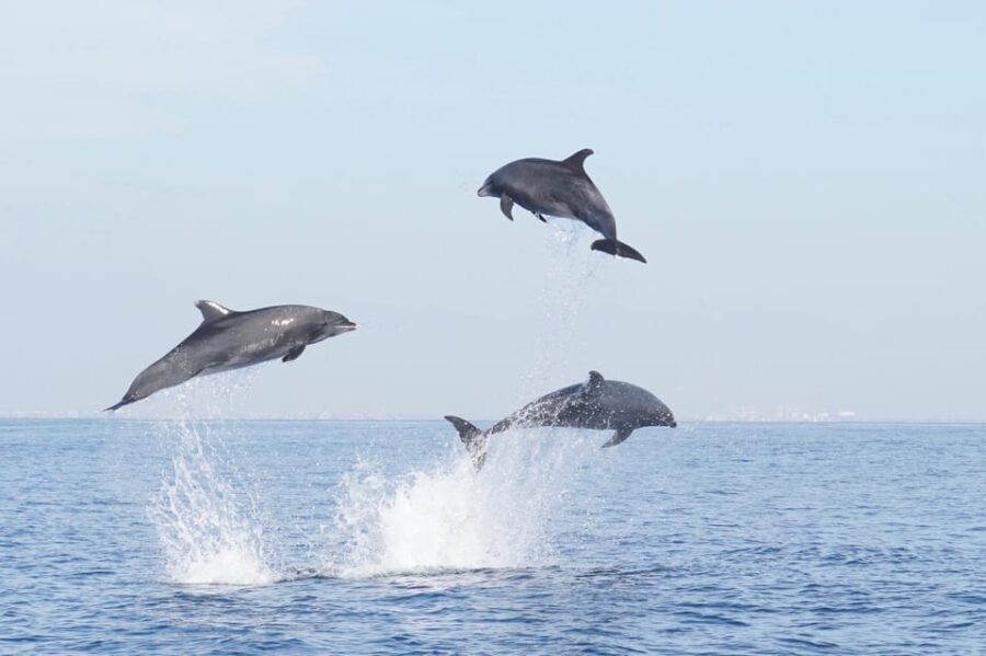 Superior 2hr Private Whale & Dolphin Watching Newport Beach - The Itinerary in Detail: What Makes Each Stop Special