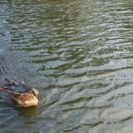 Swamp - Eco - Cruise and Walking Tour - Key Points
