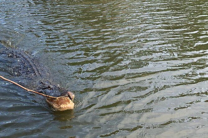 Swamp - Eco - Cruise and Walking Tour - Key Points