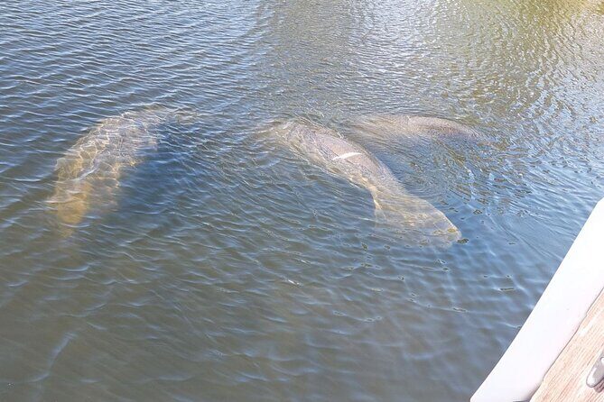 Swimming in a Dolphin and Manatee Lagoon Boat Tour - FAQs