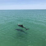 Tampa Bay: Dolphin Shelling Snorkeling Cruise - The Sum Up