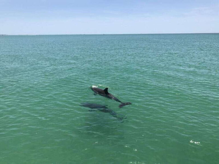 Tampa Bay: Dolphin Shelling Snorkeling Cruise - The Sum Up