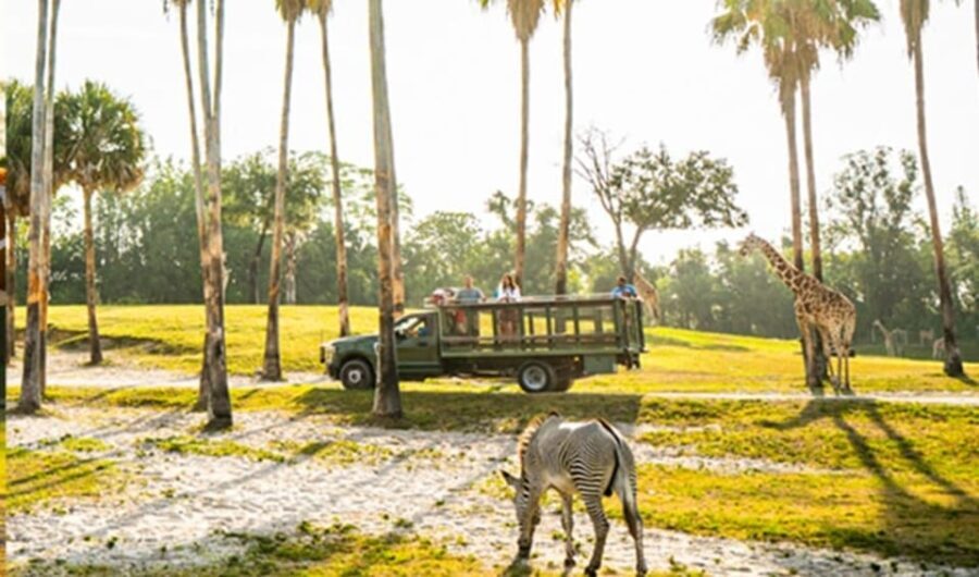 Tampa Bay: Serengeti Safari Tour - Insights from Visitors: What They Love and What Could Be Better