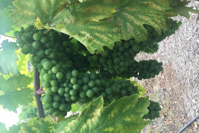 Temecula Wine Tasting Tour - The Itinerary: What to Expect?