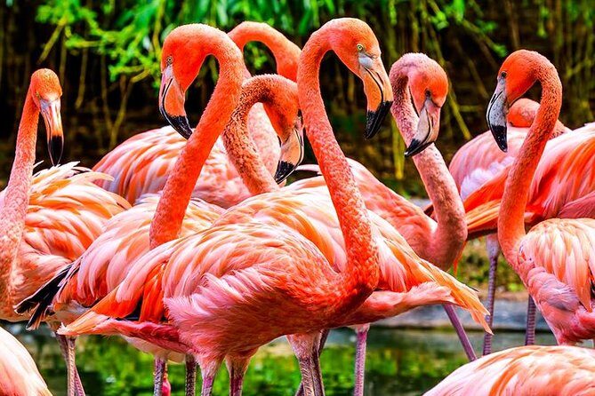 The Miami Sightseeing Day Pass: 35+ Sun-Soaked Attractions & Tours - Practical Insights and Considerations