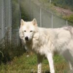 Tidewater: White Wolf Sanctuary Tour and Presentation - Practical Details and Tips