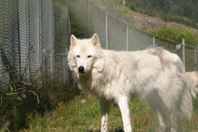 Tidewater: White Wolf Sanctuary Tour and Presentation - Practical Details and Tips
