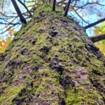 Transformative Forest Escape: A Mindful Journey for Inner Calm - What Makes This Tour Special?