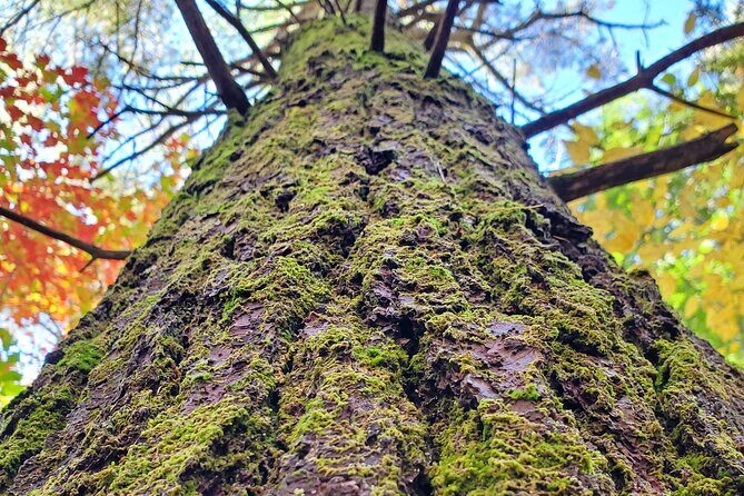 Transformative Forest Escape: A Mindful Journey for Inner Calm - What Makes This Tour Special?