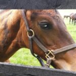 Triple Crown Experience - What Could Be Better?