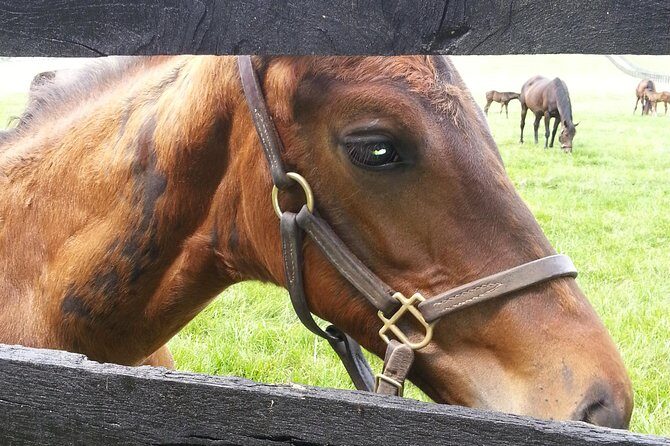 Triple Crown Experience - What Could Be Better?