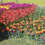Tulip Festival and Skagit Valley Tour - Who Will Love This Tour?