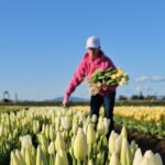 Tulip Valley Farms U Pick Experience - Who Will Love This Experience?