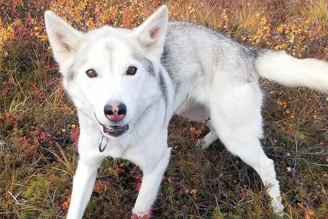 Tundra Walk with Free Running Sled Dogs - Who Will Love This Tour?