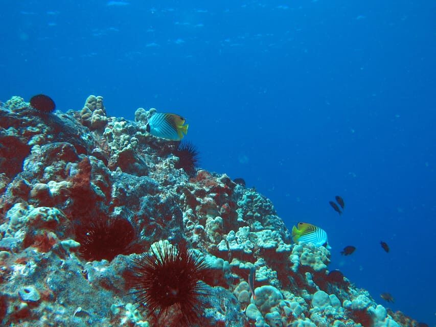 Turtle Reef Snorkel Adventure - The Sum Up