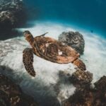Two Stop Deluxe Molokini Snorkel - The Experience: What Sets It Apart