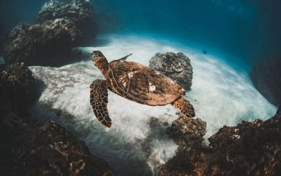 Two Stop Deluxe Molokini Snorkel - The Experience: What Sets It Apart