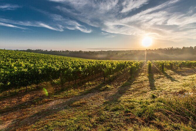 Valle de Guadalupe Winery and Vineyard Tour from San Diego - Food & Drink: The Heart of Baja