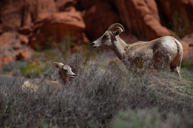 Valley of Fire Guided Hiking Tour and Mojave Desert Adventure - Final Thoughts: Who Is This Tour For?