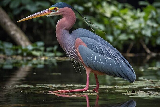 Visit the Everglades in French with Transfer and 1h30 Airboat - Who Should Book This Tour?