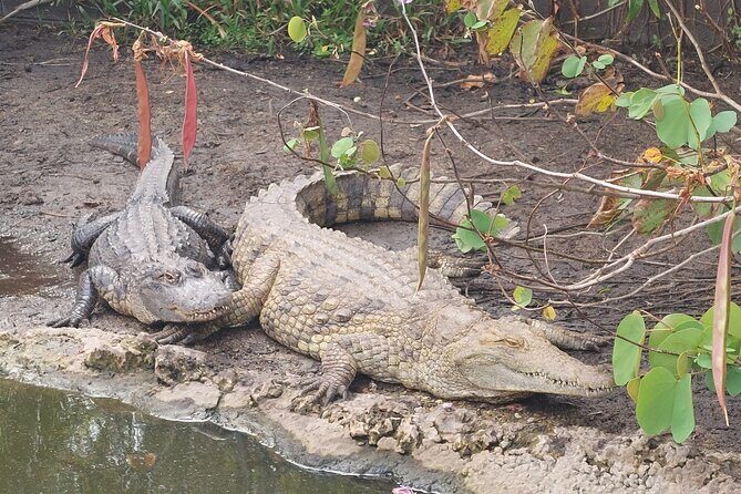 Visit to the Everglades in French - Summary: The Value of a Well-Rounded Eco-Experience