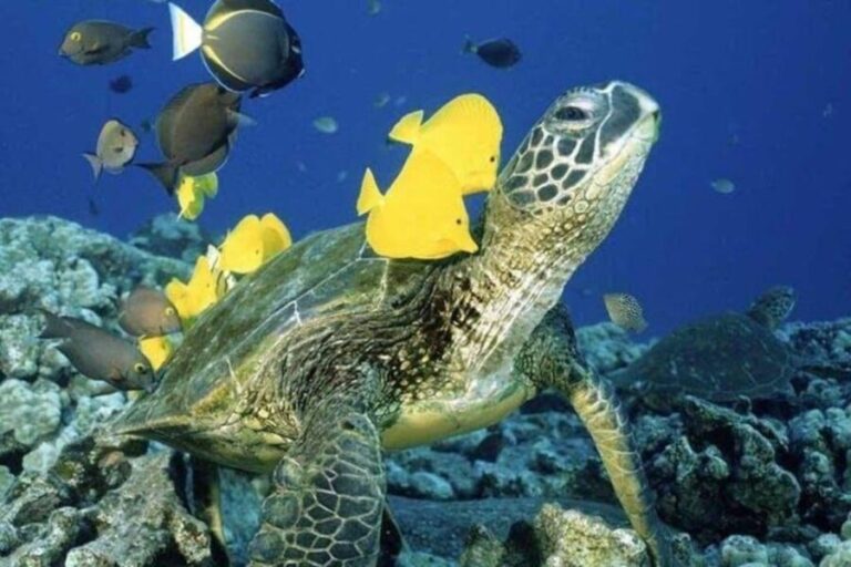 Waikiki Beach: Turtle Snorkeling and Sailing on Hwea - A Typical Day on the Water