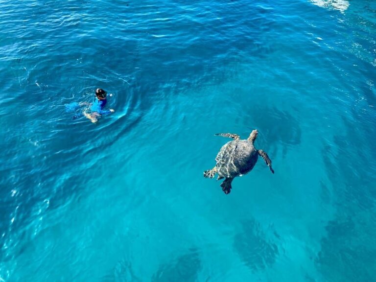 Waikiki: Sea Turtle Snorkeling, Small Group Boat Tour - The Practicalities: What You Need to Know