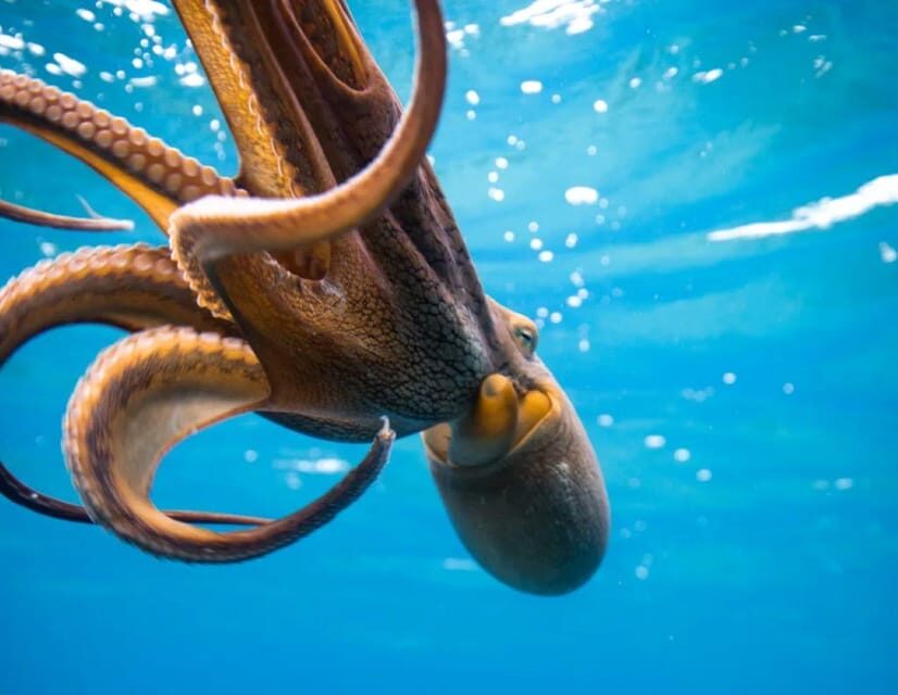 Waikiki: Sunset Snorkeling Adventure - Detailed Breakdown of the Experience