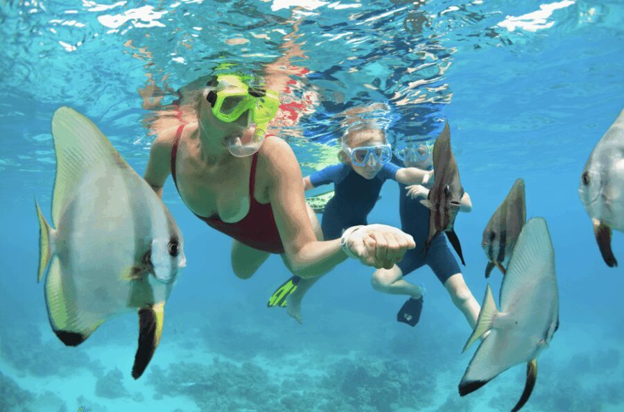 Waikiki Turtle Snorkel Adventure - Who Is This Tour Perfect For?