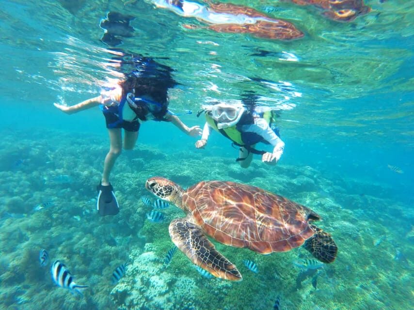 Waikiki: Turtle Snorkeling Cruise with 20ft Jumping Platform - Authentic Insights from Tour Participants